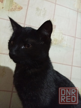 Отдам котят в добрые руки Донецк - изображение 5