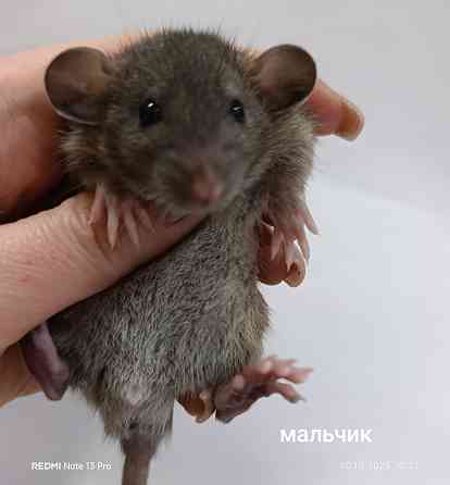 Крысята Дамбо Макеевка