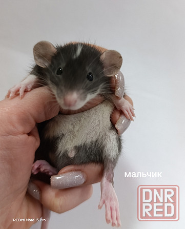 Крысята Дамбо Макеевка - изображение 1