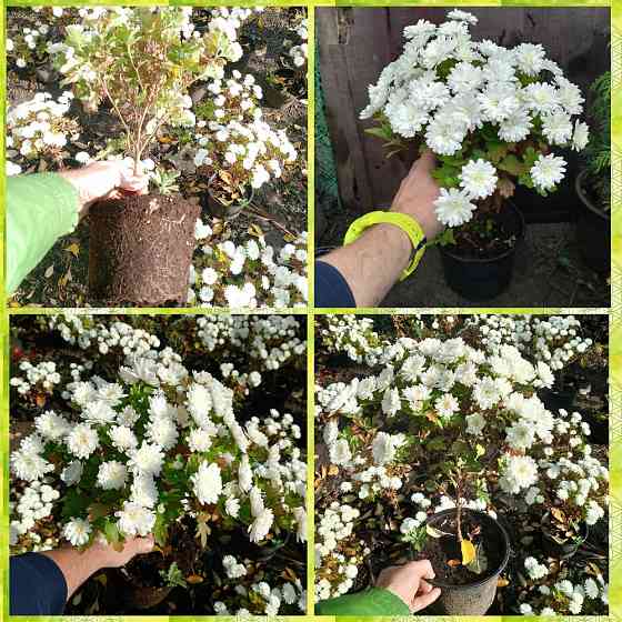 Хризантема Мультифлора 3 = 1000 Донецк