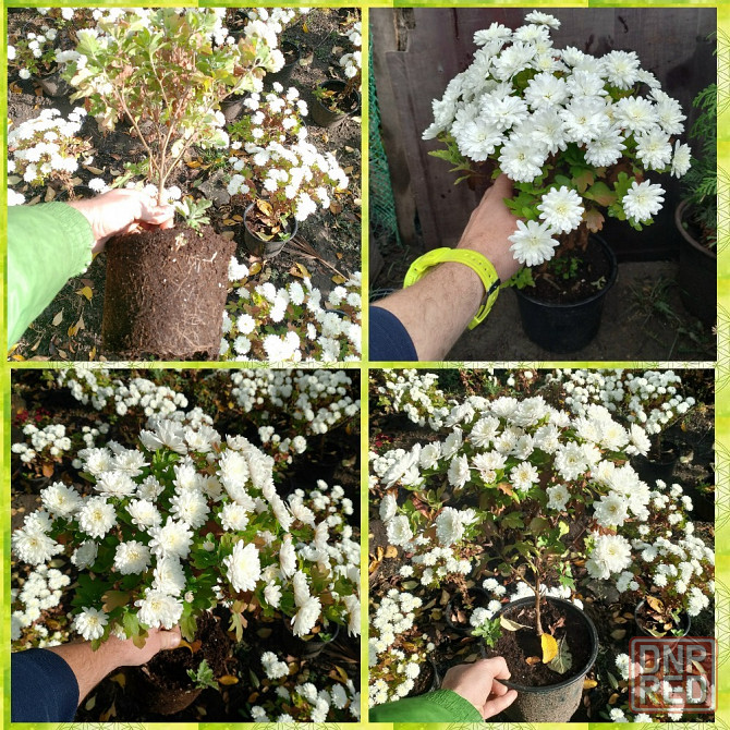 Хризантема Мультифлора 3 = 1000 Донецк - изображение 1