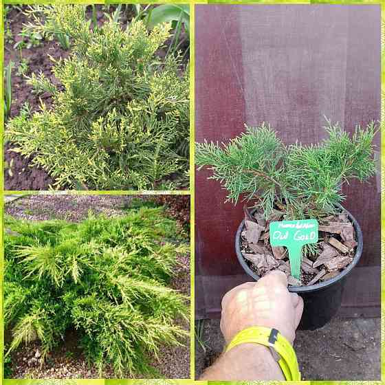 Можжевельник средний Олд Голд Донецк