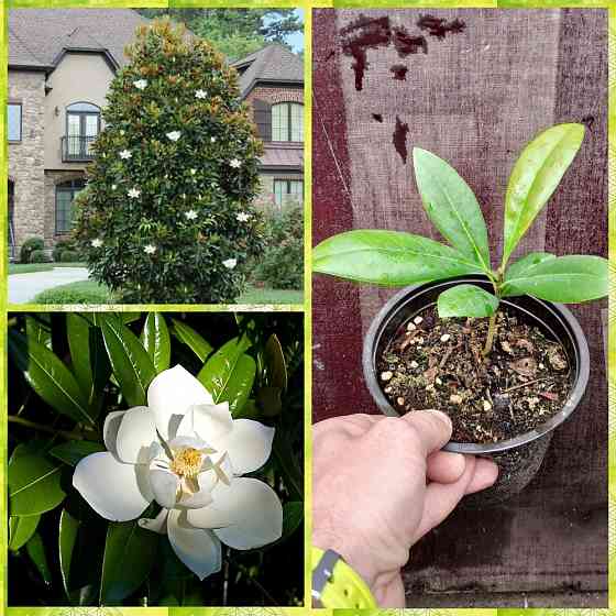 Магнолия крупноцветковая вечнозеленая Донецк