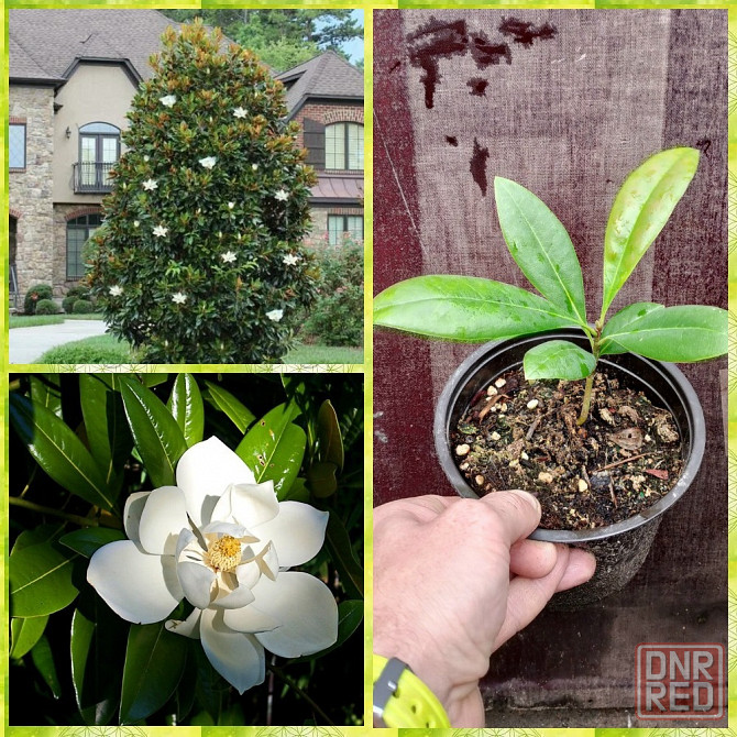 Магнолия крупноцветковая вечнозеленая Донецк - изображение 1