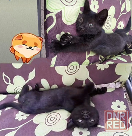 Кот шотландский прямоушка 3месяца лоток Макеевка - изображение 1