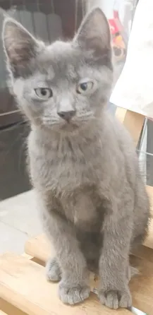 Аренда кота на новоселье Макеевка