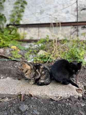 Отдам котят Донецк