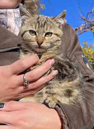 Отдам котят Донецк