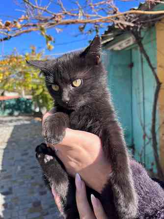 Отдам котят Донецк