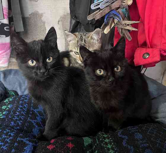 Отдам котят Донецк