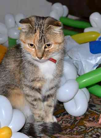 Отдам котят Донецк