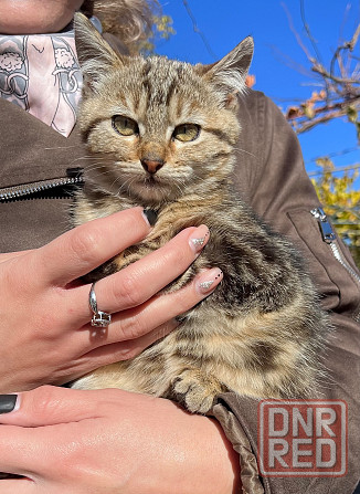 Отдам котят Донецк - изображение 3