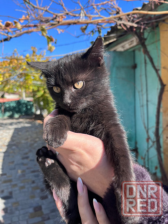 Отдам котят Донецк - изображение 1