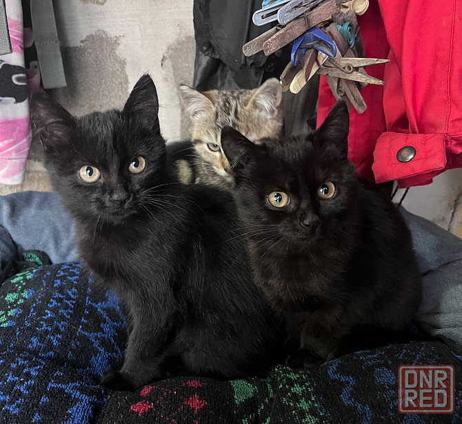 Отдам котят Донецк - изображение 2