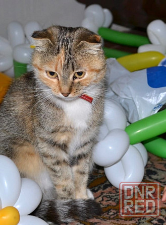 Отдам котят Донецк - изображение 4