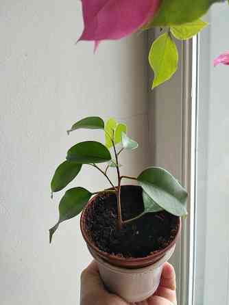 Фикус Бенджамина Донецк