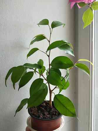 Фикус Бенджамина Донецк