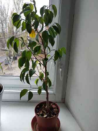 Фикус Бенджамина Донецк