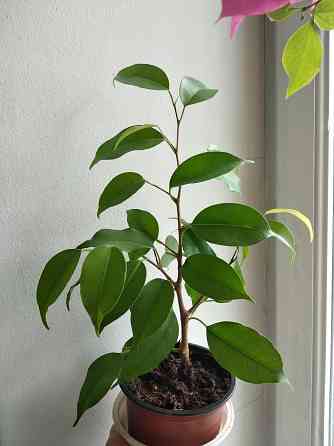 Фикус Бенджамина Донецк