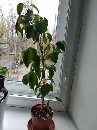 Фикус Бенджамина Донецк