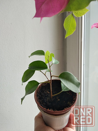 Фикус Бенджамина Донецк - изображение 2