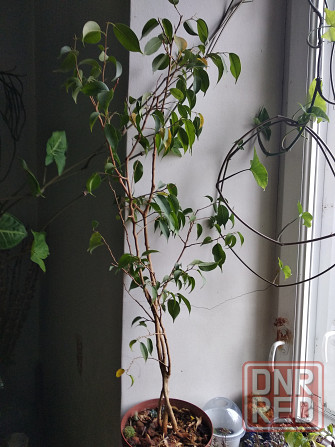 Фикус Бенджамина Донецк - изображение 8