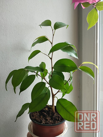 Фикус Бенджамина Донецк - изображение 6