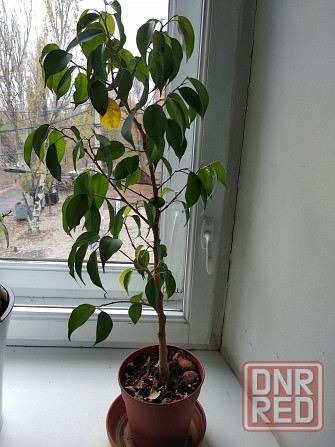 Фикус Бенджамина Донецк - изображение 4