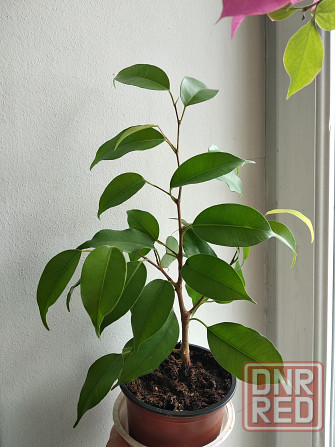 Фикус Бенджамина Донецк - изображение 5