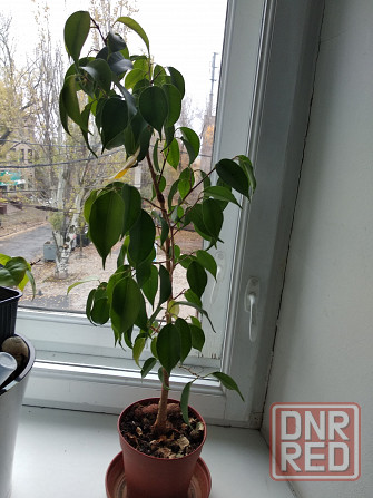 Фикус Бенджамина Донецк - изображение 3