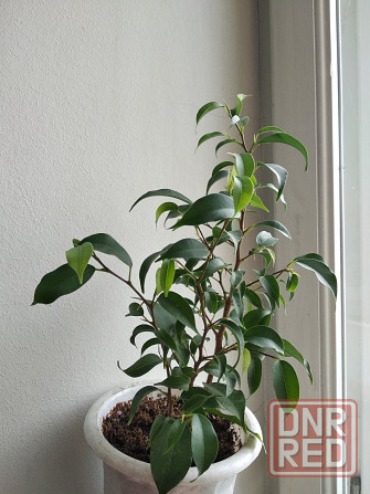 Фикус Бенджамина Донецк - изображение 7