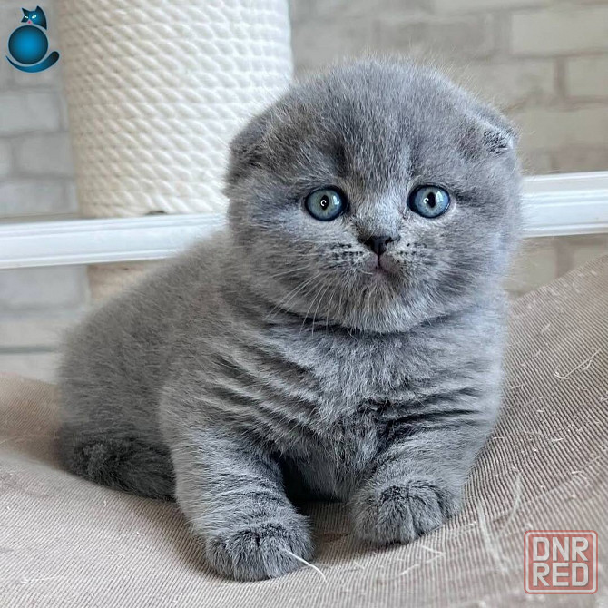 Шотландские котята Донецк - изображение 1