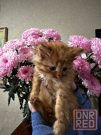 Котята Донецк - изображение 4