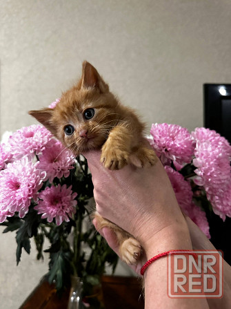 Котята Донецк - изображение 1
