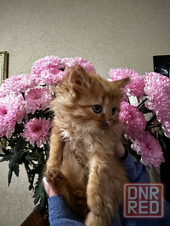 Котята Донецк - изображение 5