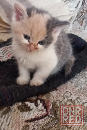 Отдам котенка Новоазовск - изображение 1