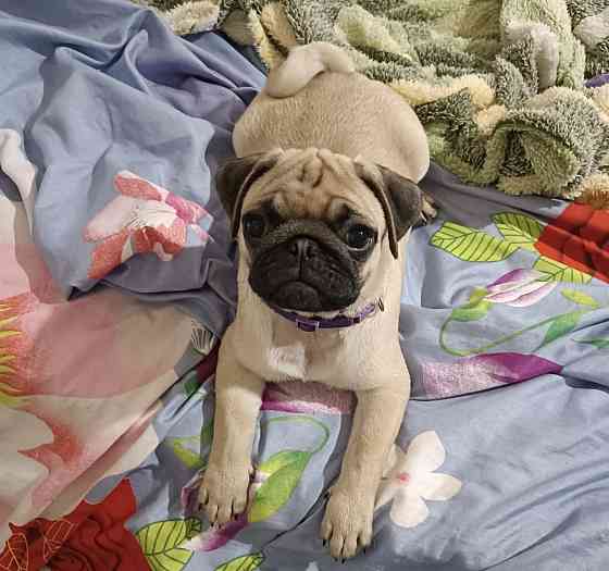 Щенки мопса Донецк