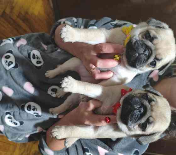 Щенки мопса Донецк