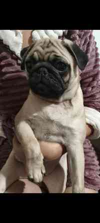 Щенок мопса Донецк