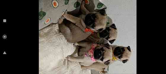 Щенки мопса Донецк