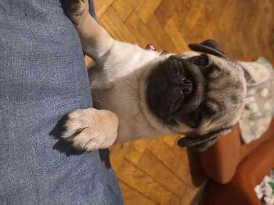 Щенки мопса Донецк