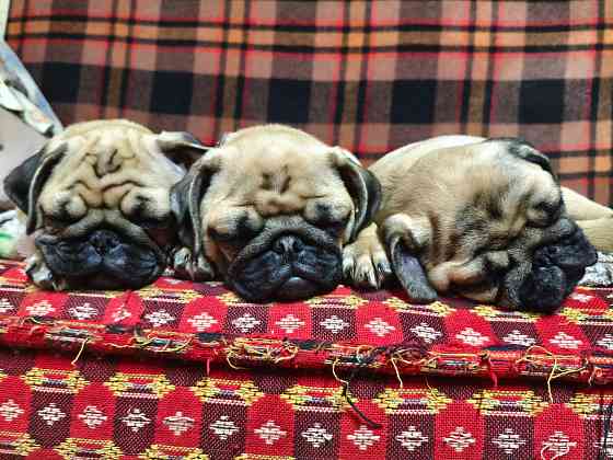Щенки мопса Донецк