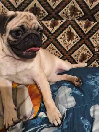 Щенок мопса Донецк