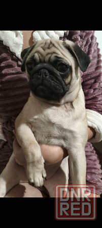 Щенок мопса Донецк - изображение 2