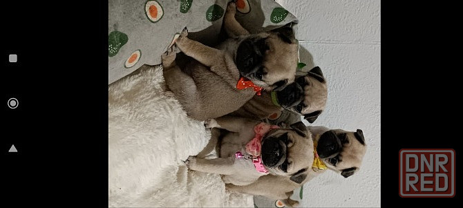 Щенки мопса Донецк - изображение 4