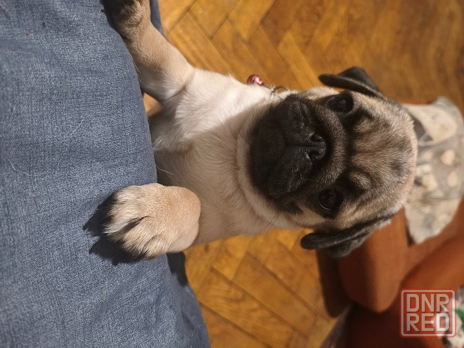 Щенки мопса Донецк - изображение 2