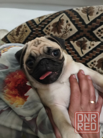 Щенок мопса Донецк - изображение 1