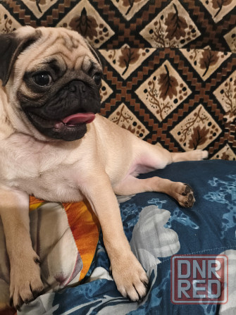 Щенок мопса Донецк - изображение 3