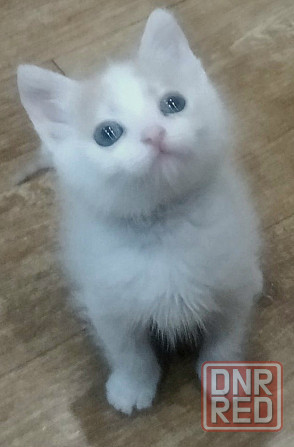 Котёнок бесплатно в добрые руки Макеевка - изображение 2