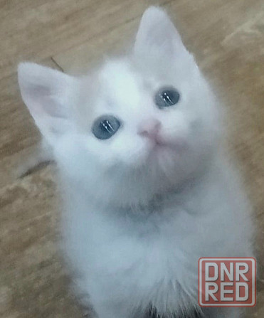 Котёнок бесплатно в добрые руки Макеевка - изображение 1